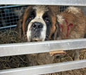 St Bernard seized from commercial breeder &copy; RSPCA/Andrew Forsyth
