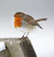 Robin perching on park bench in the snow &copy; Andrew Forsyth / RSPCA Photolibrary