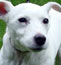 Jack Russell terrier dog Spot sitting on grass &copy; RSPCA