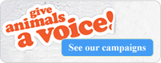 Give animals a voice. See our campaigns