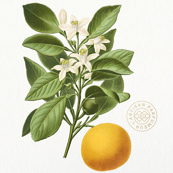 L’absolu de fleur d’oranger